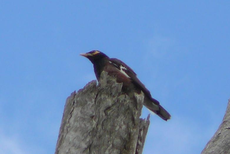 410 bird on stump